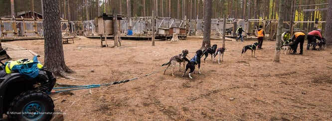 Schlittenhunde auf der Huskyfarm 