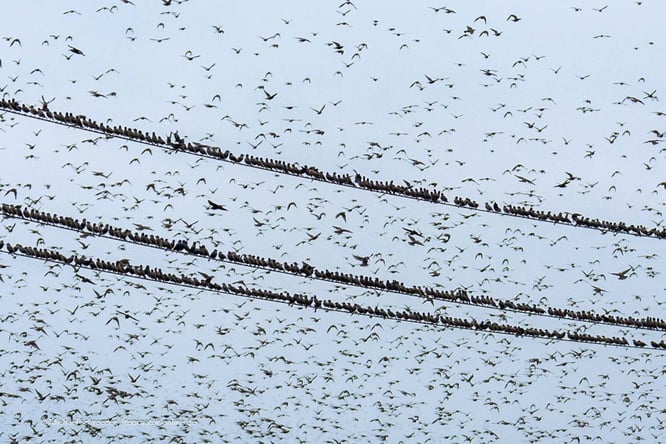Mit dem Wohnmobil beim Tanz der Stare in Aventhoft