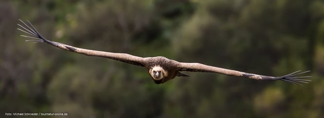 Gänsegeier in der Extremadura