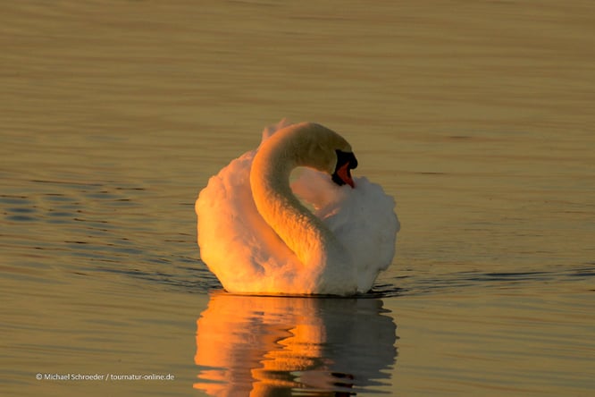 Frühjahr, Sommer, Herbst und Winter am Federsee
