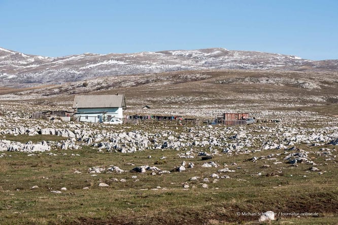 Mit dem Reisemobil bei den Wildpferden von Livno in bosnien Herzegowina