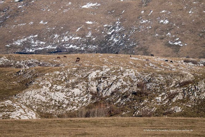 Mit dem Wohnmobil bei den Wildpferden von Livno in bosnien Herzegowina