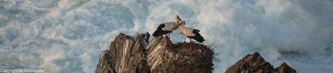Weißstörche nisten an den Klippen