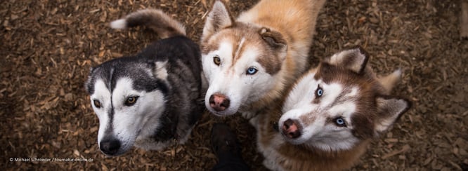 Huskyfarm Nomadic Naali