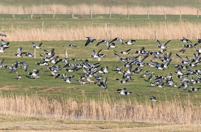 Nonnengänse im Herbst in den Kögen
