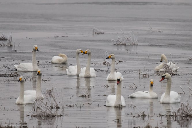 Singschwäne im Nationalpark Unteres Odertal