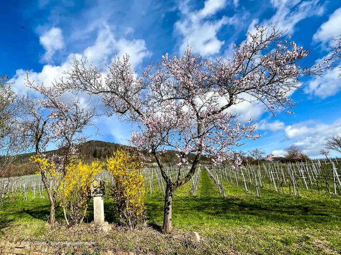 Mit dem Reisemobil durch das Weinland Pfalz