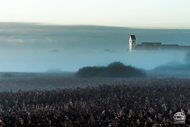 Am Federsee bei Bad Buchau Bartmeisen beobachten