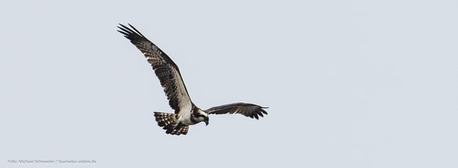 Fischadler mit dem  Wohnmobil in Schweden