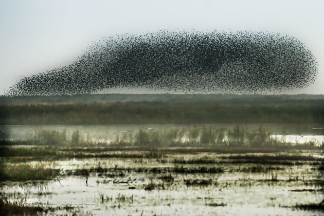 Tanz der Stare an der deutsch-dänischen Grenze in Aventoft