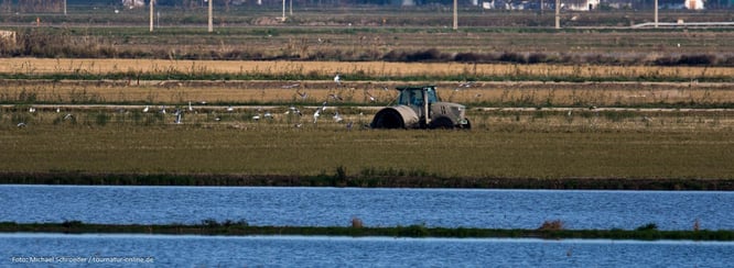 Reisfelder im Po-Dellta