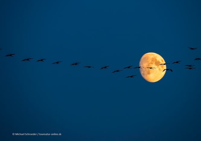 Kraniche beobachten in Deutschland - die besten Plätze: