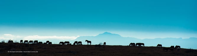 Die Wildpferde von Livno mit dem Allrad Wohnmobil