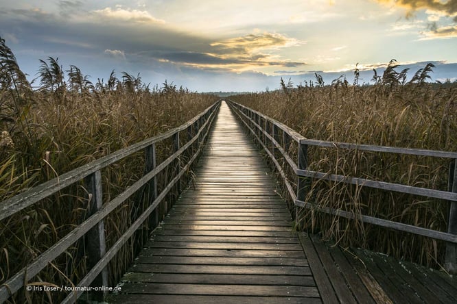 Der Federsee ist ein Naturparadies bei Bad buchau