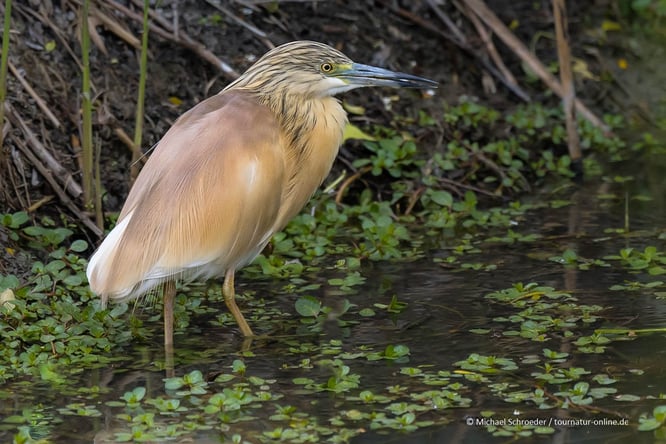 Mit dem Wohnmobil im Podelta