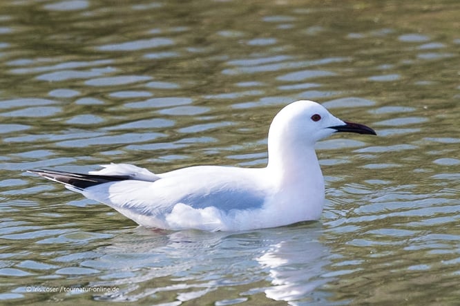 Mit dem Wohnmobil im Podelta