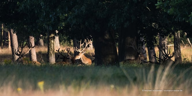Rudel Hirsche im Hoge Veluwe Nationalpark in Holland mit Wohmobil