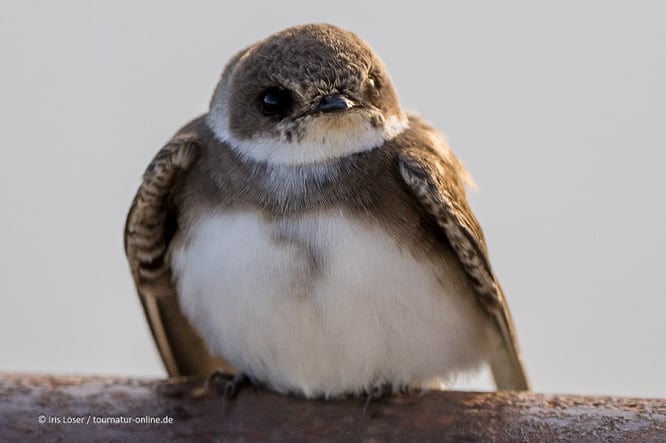 Mit dem Wohnmobil im Podelta