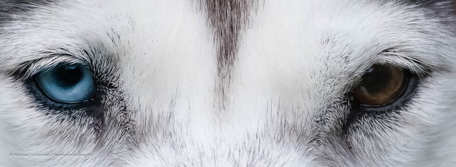 Auf der Huskyfarm Eräkeskus in Finnland in Skandinavien