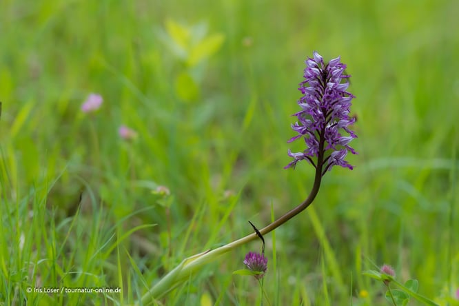 Mit dem Wohnmobil am Rhein