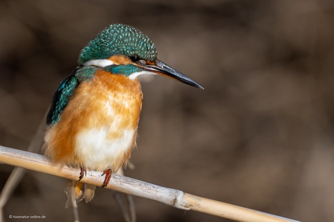 Mit dem Wohnmobil im Ebro Delta in Spanien
