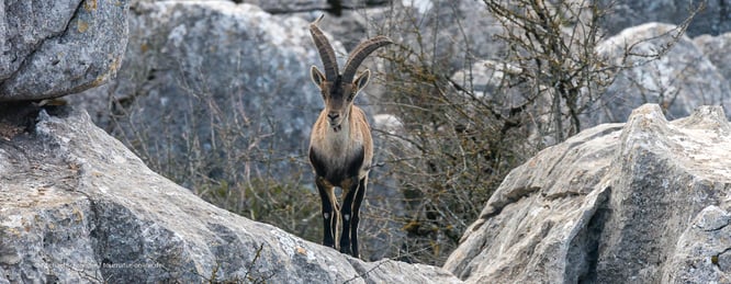 Iberischer Steinbock im Naturpark El Torcal bei Antequera mit dem Wohnmobil