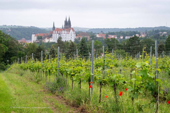 Blick über die Weinreben auf die Albrechtsburg in Meißen