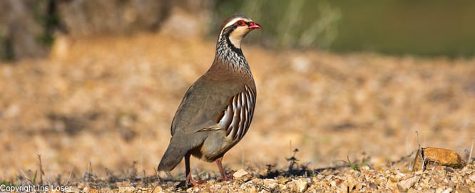 Rothuhn in der Steppe La Serena