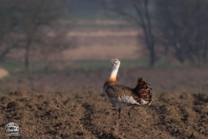 Großtrappen in Deutschland