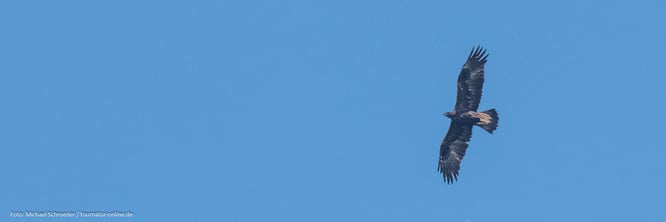 Steinadler im Naturreservat Fyledalen