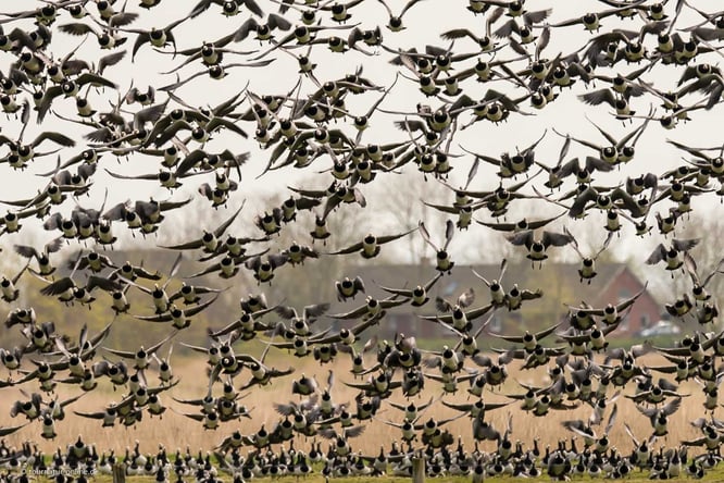 Nonnengänse bevölkern zur Zugzeit die Küste