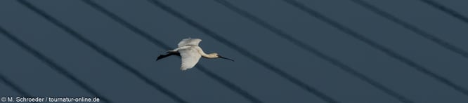 Löffler Brücke Portugal Sapa de Castro Marim Naturpark Birding Vogelbeobachtung Ornithologie spoonbill