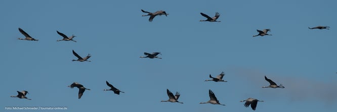 Tanz der Kraniche am See Hornborgasjön