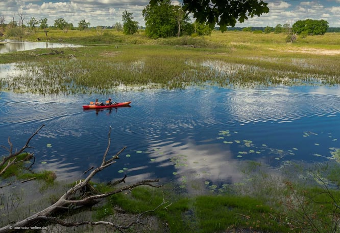 Mit dem Kajak durch den Biebrza Nationalpark, der Amazonas Polens und Europas