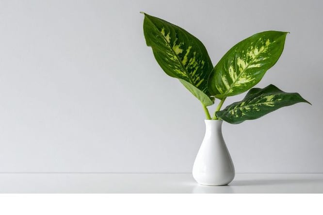 Planten Scandinavisch interieur: Ideeën en styling tips