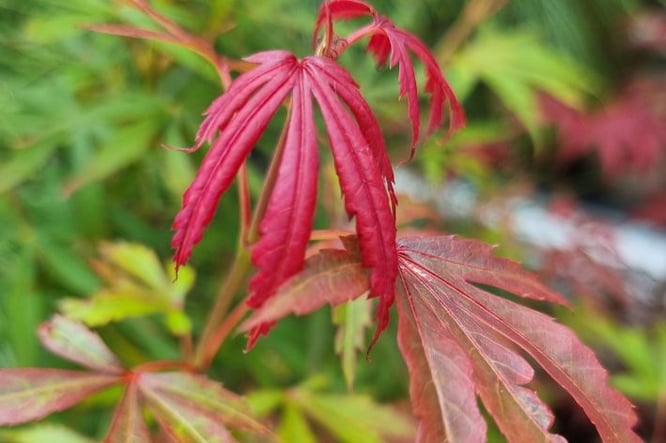 winterharde bomen balkon overleven de vorst