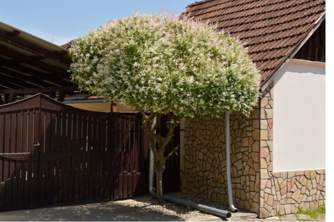 ideeën klein boompje voor tuintje