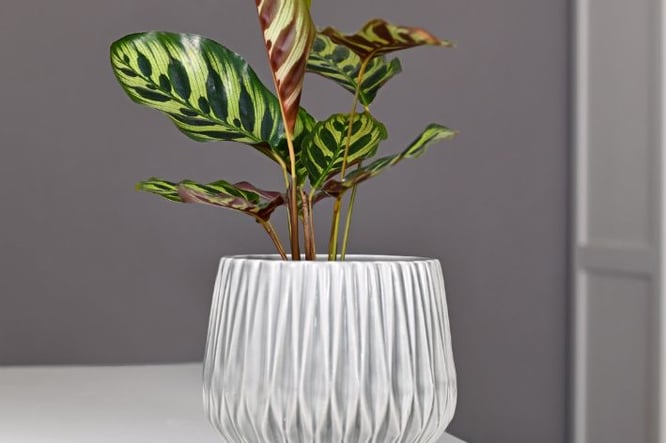 Scandinavische woonkamer planten