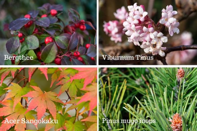 Balkon herfstplanten ideeën