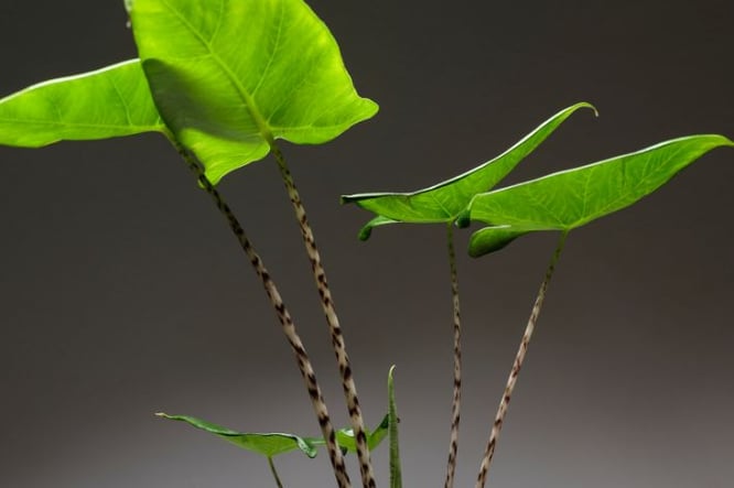 Alocasia Zebrina- grote plant met grote blad