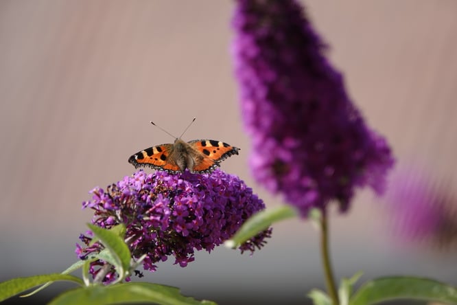 Huis verduurzamen met de juiste beplanting voor insecten