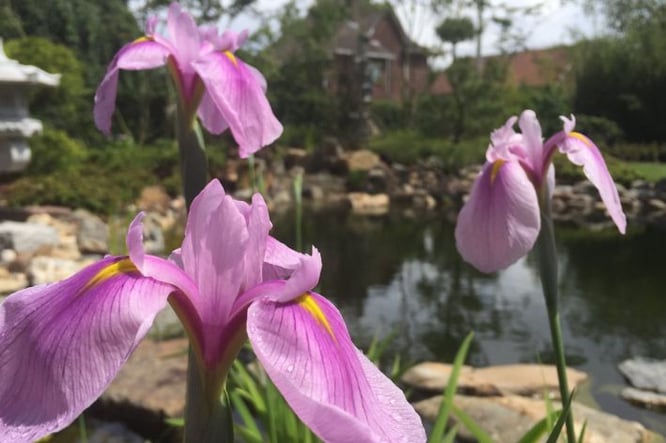 Grote Japanse tuin met vijver en Irissen