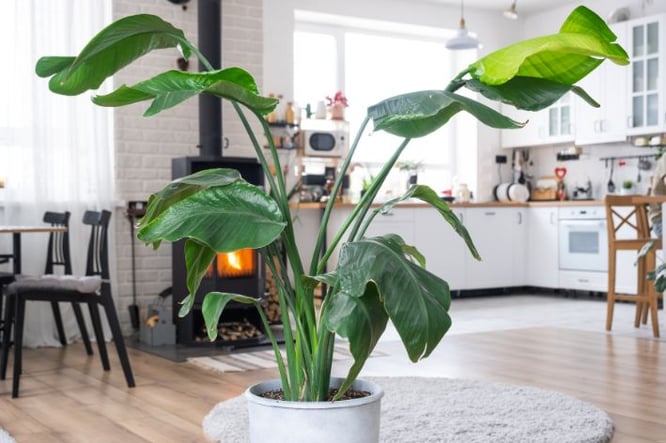Strelitzia Nicolai - Ideeën grote kamerplant