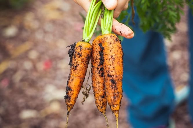 trends in achtertuin 2026: eetbare tuinen
