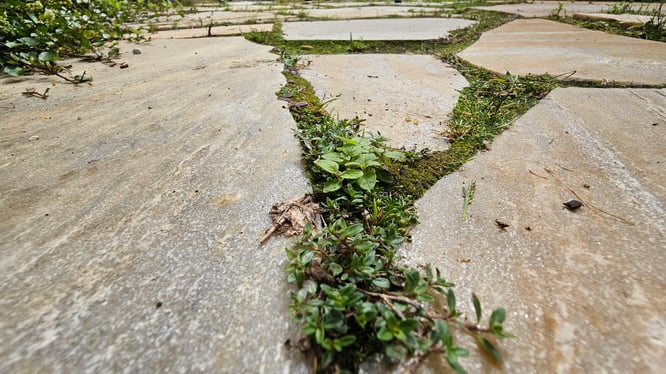 natuurlijke tuin met beplanting op tegels.
