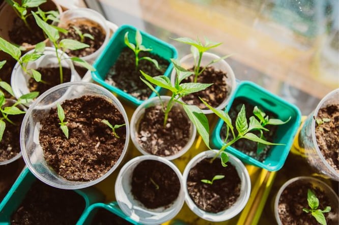 Goedkope achtertuin ideeën - tuinplanten stekken, vermeerderen of zelf kweken