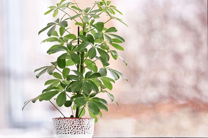 Schefflera Amate - ideeën grote kamerplant woonkamer