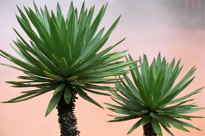 Yucca elephantipes- grote plant voor woonkamer
