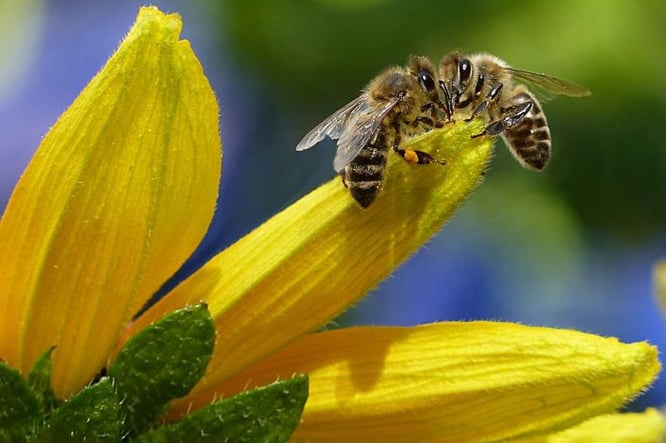 trends tuinen 2026: meer biodiversiteit