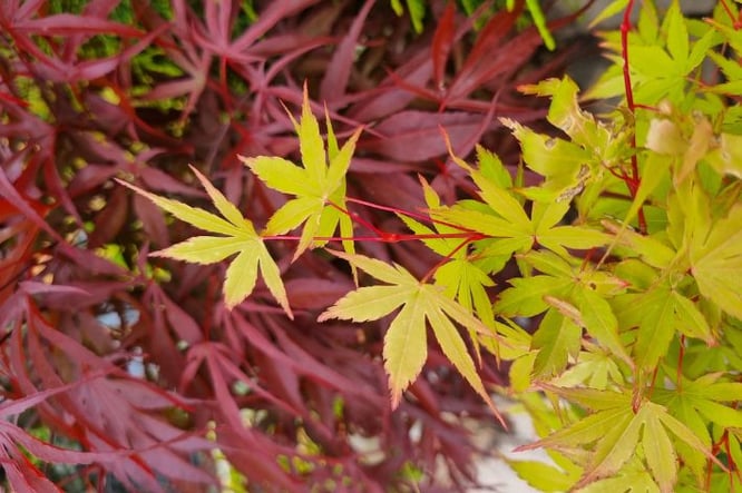 gekleurde winterharde kleine bomen